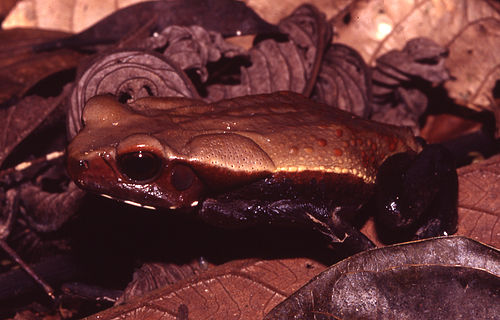 Smooth-sided toad